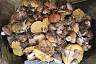 Саратовцы собирают сморчки-гиганты тазиками